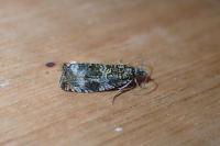Celypha lacunana
