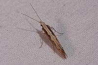 Plutella xylostella
