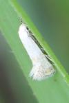 Elachista