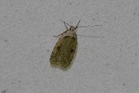 Agonopterix arenella
