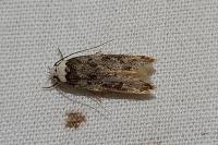 Endrosis sarcitrella