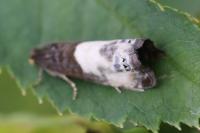 Notocelia cynosbatella