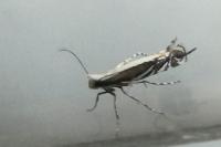 Micrurapteryx kollariella