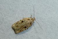 Agonopterix arenella
