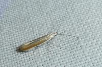 Coleophora discordella