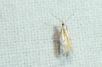 Argyresthia abdominalis