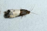 Notocelia cynosbatella