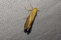 Crassa tinctella
