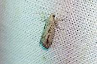Epinotia granitana