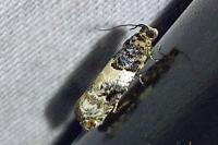 Gypsonoma sociana