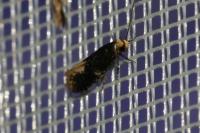 Monopis weaverella