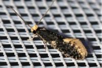 Monopis weaverella