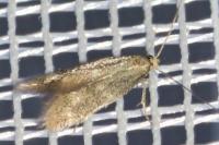 Elachista canapennella