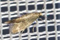 Elachista canapennella