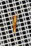 Caloptilia alchimiella