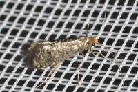 Nematopogon robertella