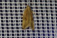 Bactra