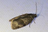 Syndemis musculana