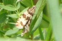 Celypha