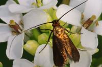 Cauchas rufimitrella