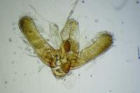Elachista argentella