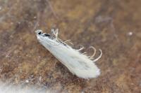 Elachista argentella