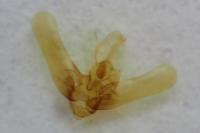 Elachista argentella