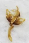 Crassa tinctella
