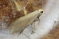 Crassa tinctella