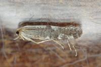 Argyresthia spinosella