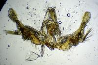 Celypha lacunana