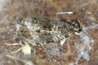 Celypha lacunana
