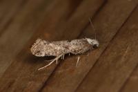 Paraswammerdamia albicapitella