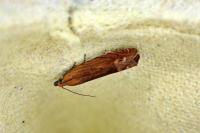 Lathronympha strigana