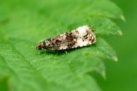 Endothenia marginana
