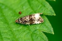 Endothenia marginana