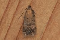 Stomopteryx remissella