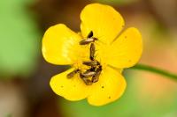 Micropterix calthella