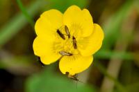 Micropterix calthella