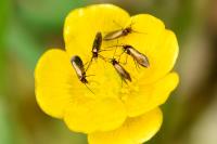 Micropterix calthella