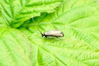 Adela reaumurella