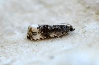 Endothenia marginana