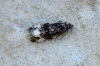 Endothenia marginana