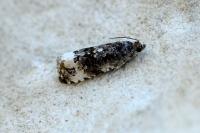 Endothenia marginana