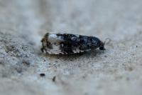 Endothenia marginana