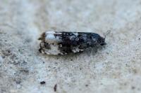 Endothenia marginana
