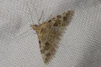 Alucita hexadactyla