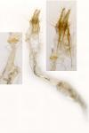 Alucita hexadactyla