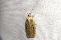 Agonopterix ocellana