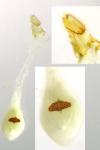 Agonopterix ocellana